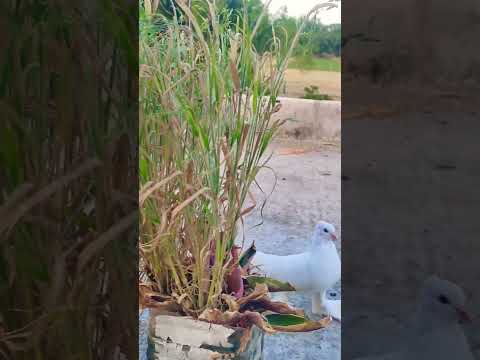 #pigeon #10mostpigeon #viral #shortvideo #shorts