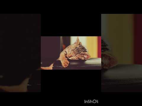 Котики для настрою🤸#funnyshorts #shortsvideos #funnycats #funnyvideos #котики #funnyanimals #shorts