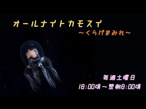 猫の動画サムネイル - オールナイトカモスイ　～くらげまみれ～ #206　ドフラインクラゲ