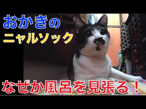 元保護猫のわんぱく猫が母ちゃんの風呂の前で見張りをしているので覗いてみたら・・・