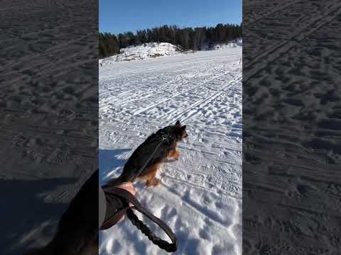 –25 °C walk on Frozen sea Finland ❄️ #germanshepherd #gsds #puppy #finland #viral #shots #ytshorts