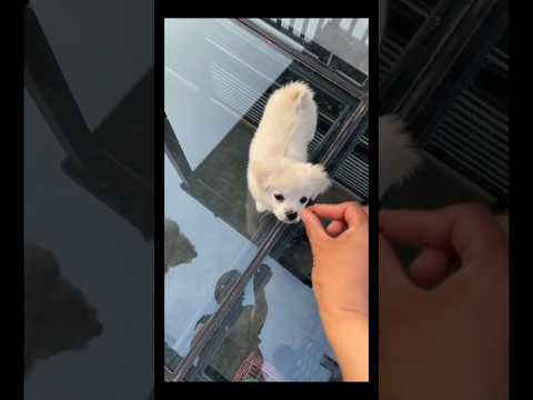 “Tiny Sweet for Luna, Big Candy for Jojo, and Surprise for Kalu Don! 🍭”#Shorts 😱