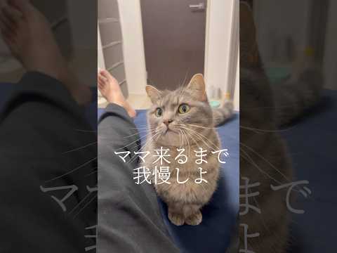 猫と飼い主の知られざる秘密と魅力を徹底解説｜マンチカンの面白エピソード サムネイル