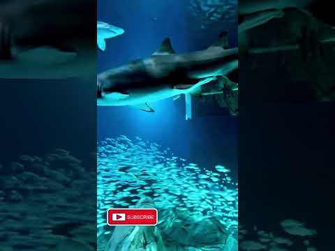 MUST See Shark Aquarium! 