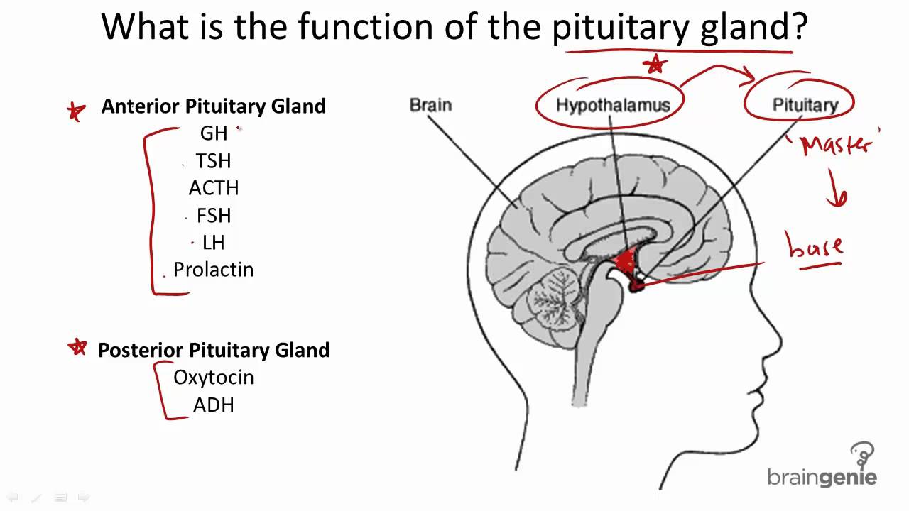 822 Pituitary Gland Structure And Function Youtube