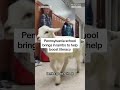 Pennsylvania school brings in lambs to boost literacy  - 00:39 min - News - Video