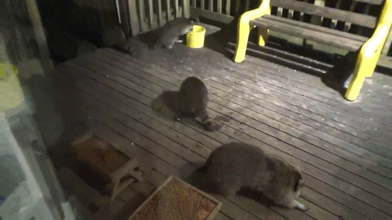 Three baby raccoons Wed 05 Aug 26