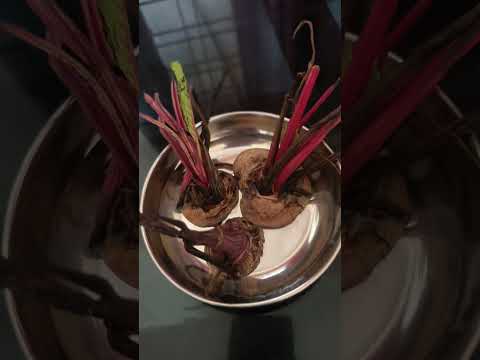 Beetroot ൽ നിന്നും പുതിയ beetroot @babithasanudas #trendingshorts #dailyvlog #beetroot #farming