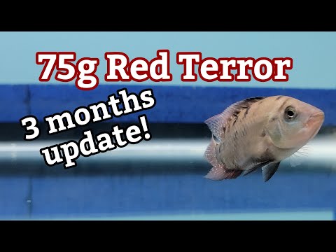 75g Red Terror Tank 3 months update Join me in this 75g Red Terror Tank 3 Months Update video where we talk about what has changed while
