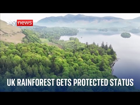 Borrowdale rainforest in Lake District gets protected status as national nature reserve