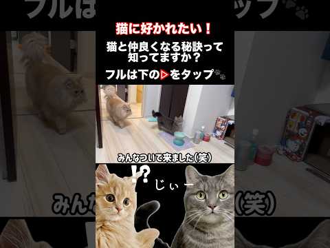 猫の動画サムネイル - 猫から懐かれたい人いる？#shorts #猫 #猫のいる暮らし