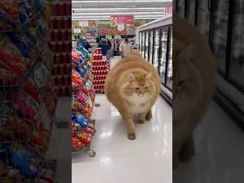 Wait... how big is this cat?!