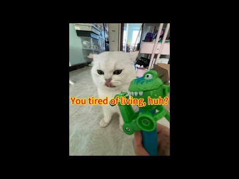 You tired of living, huh#cat #funny #shorts #subscribe