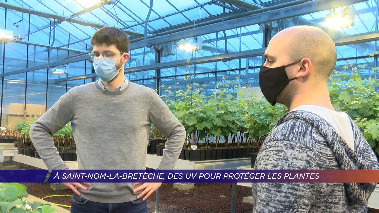 Yvelines | A Saint-Nom-la-Bretèche, des UV pour protéger les plantes des champignons