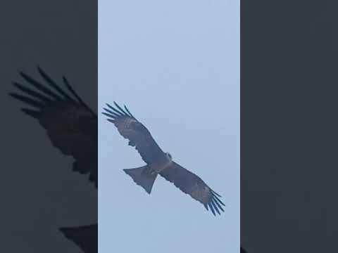 कॉमेडी ब्लॉग#ट्रॅव्हलिंग न्यूज लाईव्ह न्युज लाईव्ह#नाईस ट्रेनिंगस्ट्रीमिंगव्हायरल मोनोटायझेशनव्हिडिओ