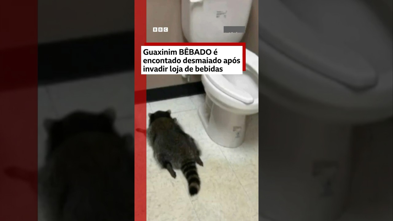 Guaxinim invade loja de bebida, ‘bebe todas’ e é achado desmaiado por funcionários no dia seguinte