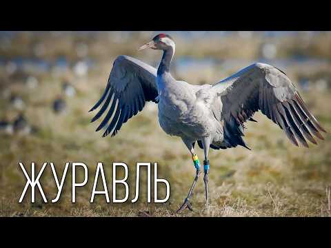 Журавли: Небесные Странники | Интересные факты про журавля