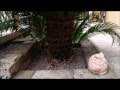 Come eliminare le formiche dal giardino? - PG Casa