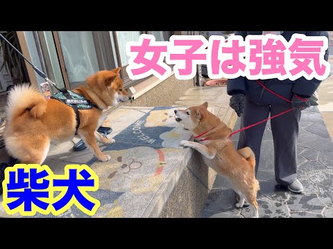 【柴犬】女子は強気？！