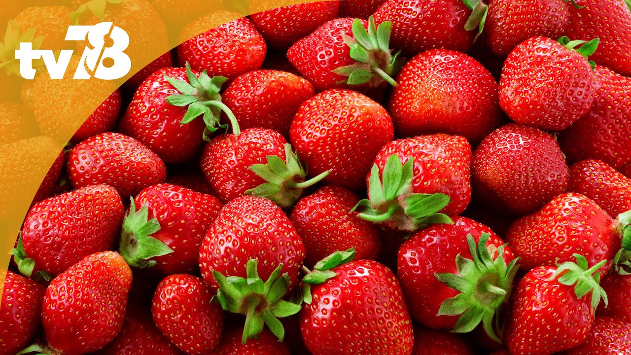 La saison des fraises a sonné aux Fermes de Gally