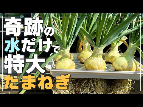 【土は使いません】省スペースでも特大たまねぎを水耕栽培する方法！ how to grow oversized onions hydroponically by saving space!
