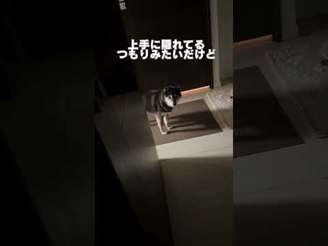 犬の動画サムネイル - うまいこと言う黒柴 #柴犬
