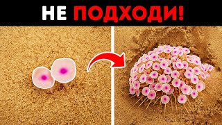 Прикоснитесь к этим красивым растениям, и вы попали