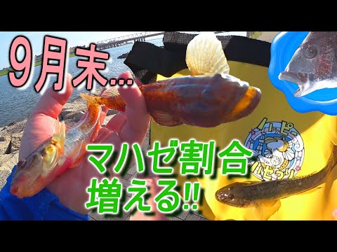 【旧江戸川】今年のマハゼは気が早い?穴釣り状況調査!!【goby】