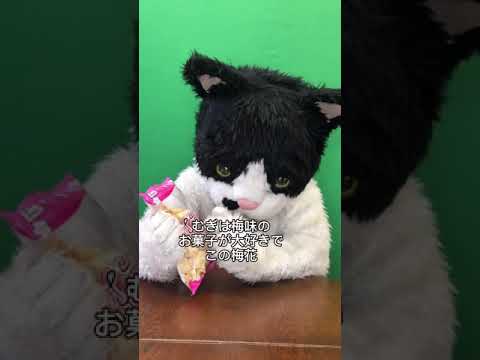 むぎ(猫)「沖縄こんちくわシリーズvol.12梅花(うめふゎ〜)」