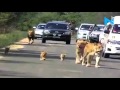 Viral Video: Lion family took a stroll on a Gujarat Highway