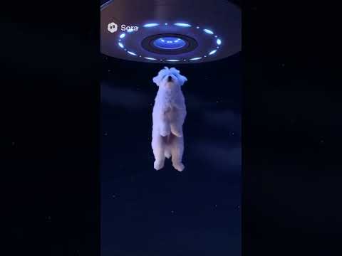 #Dog #Space #Cute #Astronaut #Murtz #Chiwa #Spaceship #AI #Sora2 #love #いぬ #犬 #ちわまる #かわいい #pets