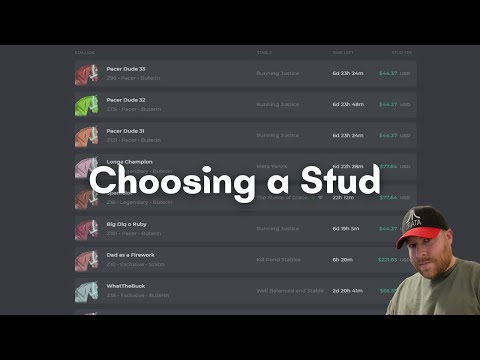Quick Process to Choosing a Stud in ZedRun