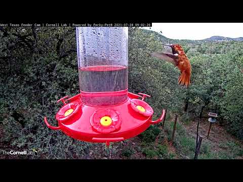 Cornell Lab Bird Cams | Cornell Lab Bird Cams Cornell Lab Bird Cams