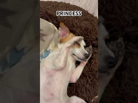 Dog #dog #family #puppy #pets #jackrussellterrier #mascotas #perros