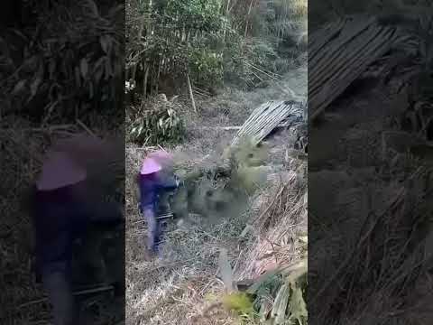 China desert forest#gauvafacts #Shorts #viralshorts #trendingshorts #facts #interestingfacts