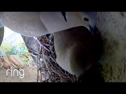 Listen to Pigeons Cooing Up Close! | RingTV