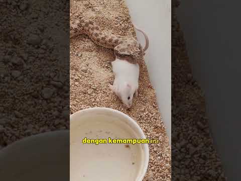 keunikan ular viper #shorts #faktaunik #pengetahuan