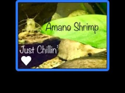 Amano Shrimp Just Chillin' Amano Shrimp just chillin' in my shrimp only  10 gallon tank. More than just a cleaner shrimp, amano