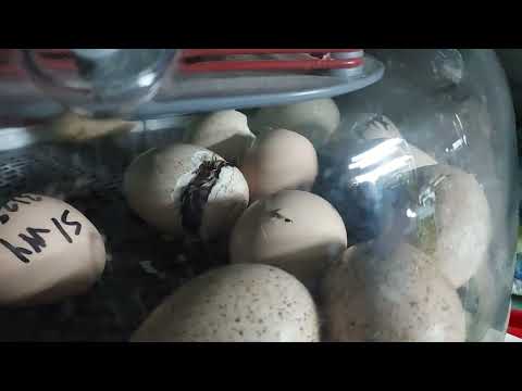Narragansett Turkey Hatching Narragansett Turkey Hatching with an AI generator song from Donna AI. Turkeys on the homestead.