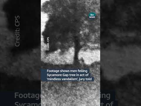 Footage shows men felling Sycamore Gap tree in act of 'mindless vandalism', jury told | ITV News
