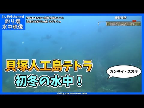 【初冬の水中！】急激に水温低下…お魚は減った！？「 大阪の釣り場「貝塚人工島テトラ」2024年12月 冬の水中映像  No.407