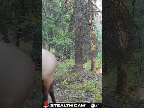 Big bull glunking #subscribe #elk #subscribe #outdoors
