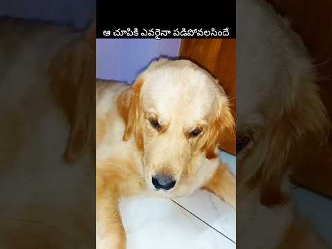 😂😂😂🤣🤣/#funny #funnydog #entertaininganimals