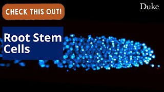 Root Stem Cells | Check This Out video