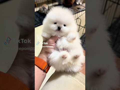 Life is better with a furry friend by my side! 🐾❤️ #ilovedog #doglovers #cutebaby #cutedog #shorts