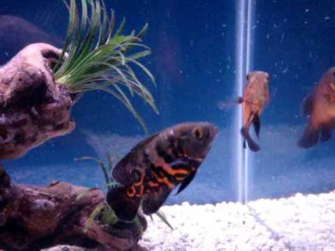 Oscar fish colors