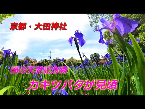 【4K動画】京都・大田神社のカキツバタ（2024年4月28日　京都市北区）　Kakitsubata at Ota Shrine, Kyoto