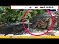 Viral video: Four-year-old girl swept away in Courtallam Falls, Tamil Nadu, rescued