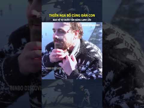Thiên nga bố cùng đàn con, bảo vệ vợ dưới tấm bằng lạnh lẽo#shorts