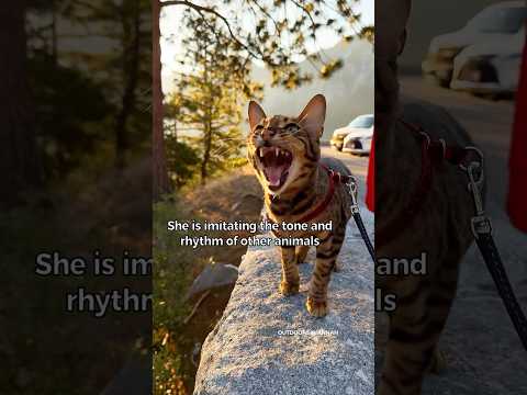 Cat chirps mimic birds, luring prey closer #cat